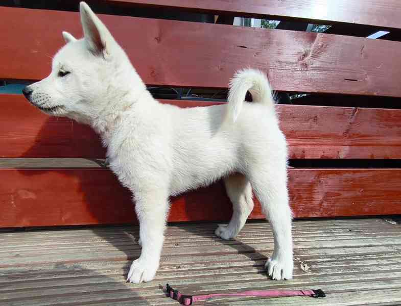 Kishu Inu s PP - foto 8