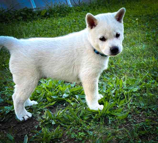 Kishu Inu s PP - foto 5