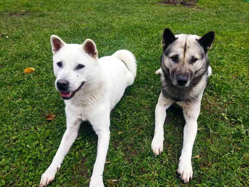 Kishu Inu s PP - foto 6