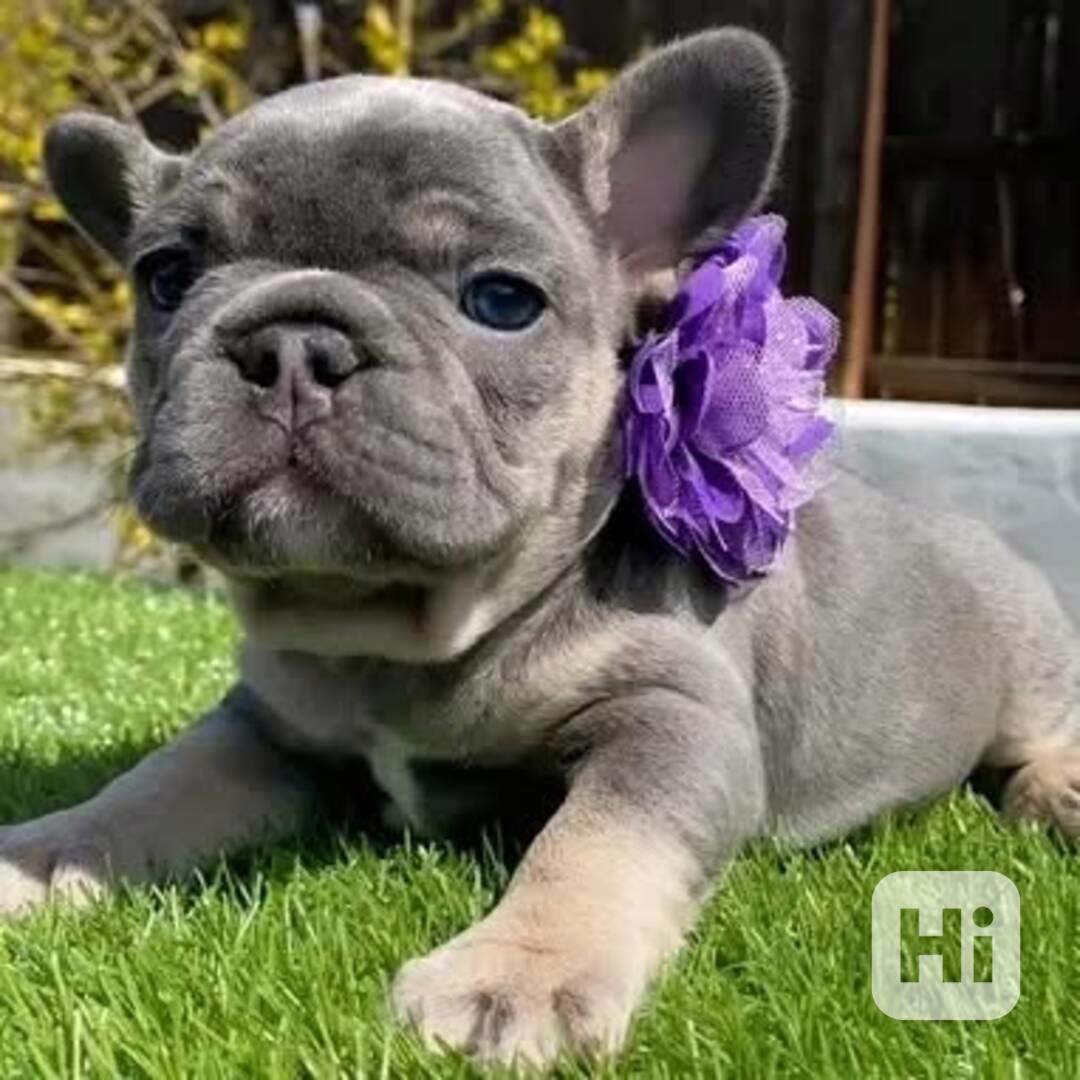 Tato rozkošná štěňátka francouzského buldočka  - foto 1