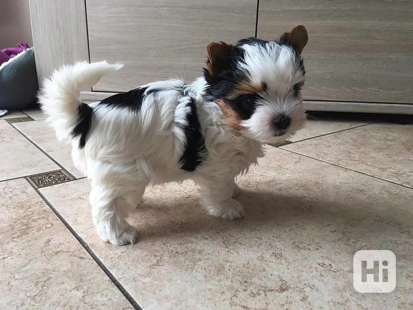 Yorkšírský teriér (Jorkšírský teriér) -krásná štěňátka s PP - foto 1