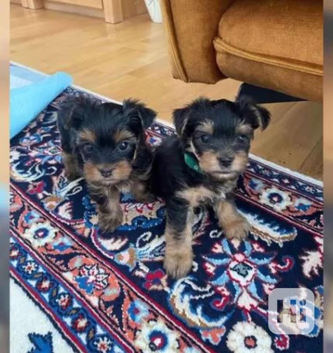 Štěňata jorkšírského teriéra k odběru dnes - foto 1