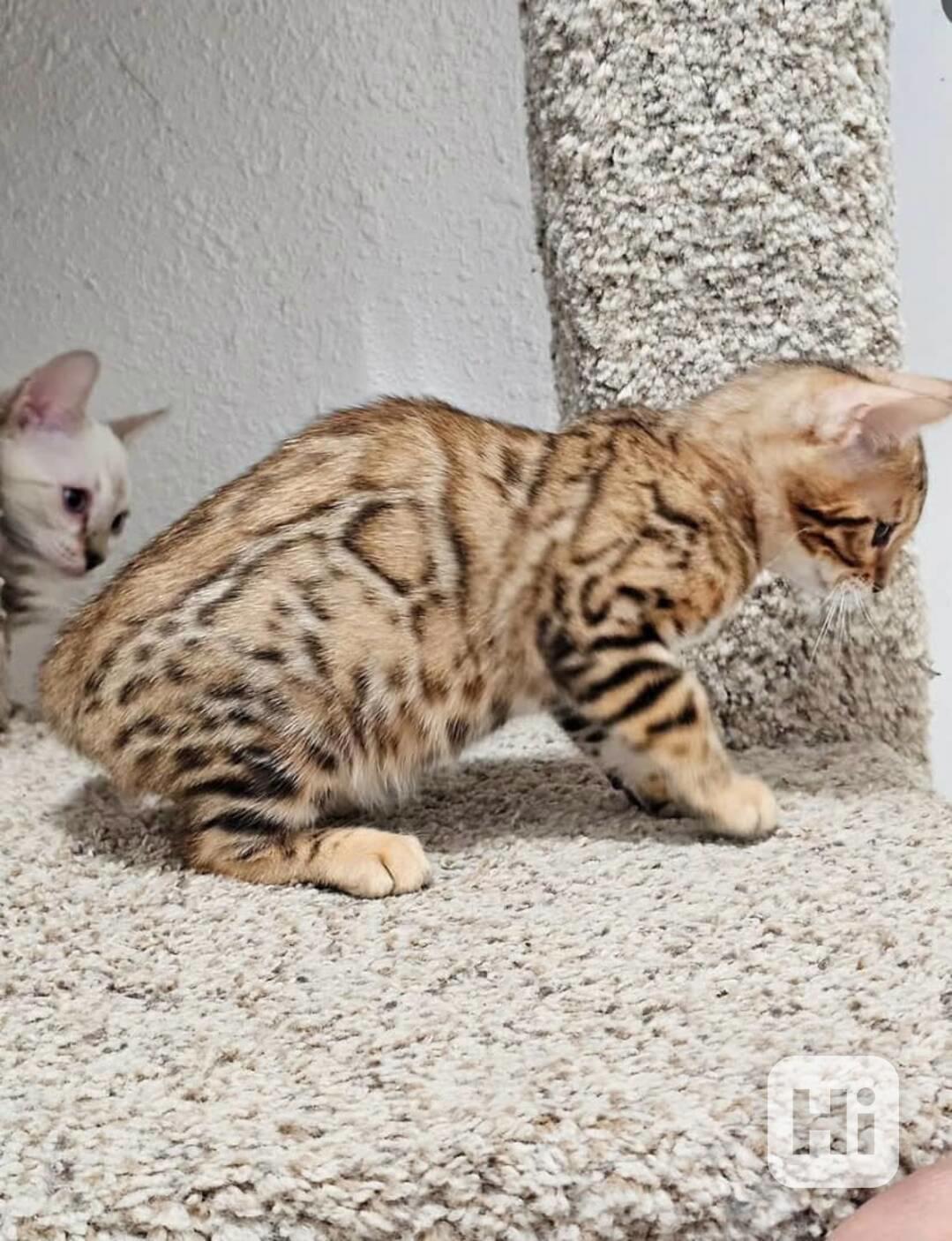 Bengálská koťata k adopci zdarma - foto 1