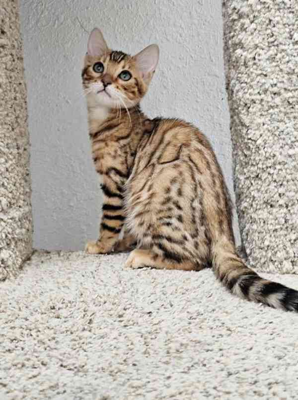 Bengálská koťata k adopci zdarma - foto 2