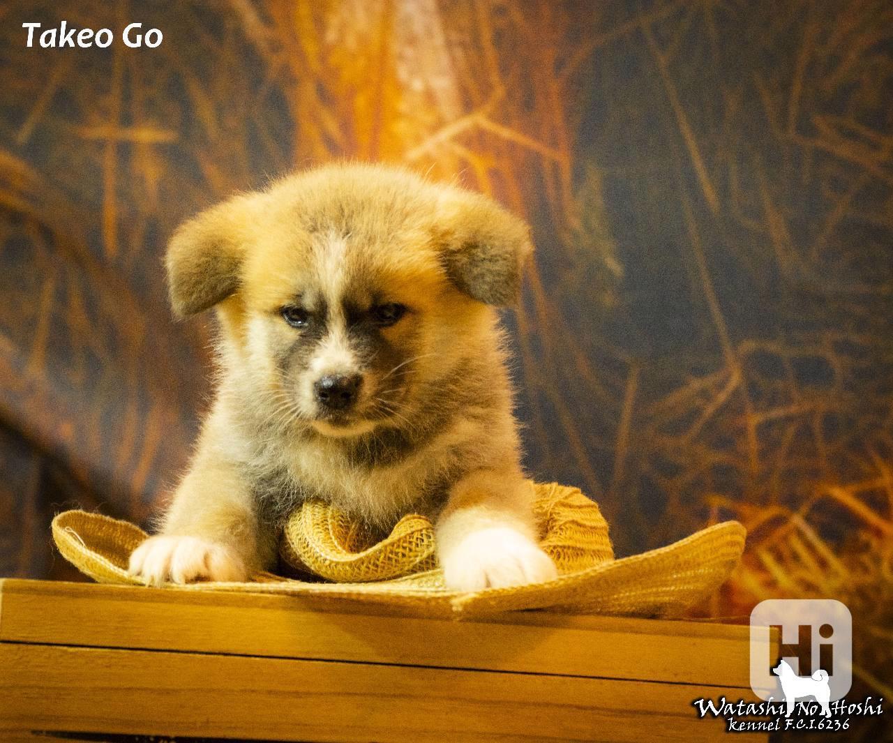 Štěňata Akita inu - foto 1