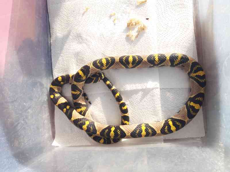 Prodám užovku - Euprepiophis mandarinus - Vietnam - foto 1