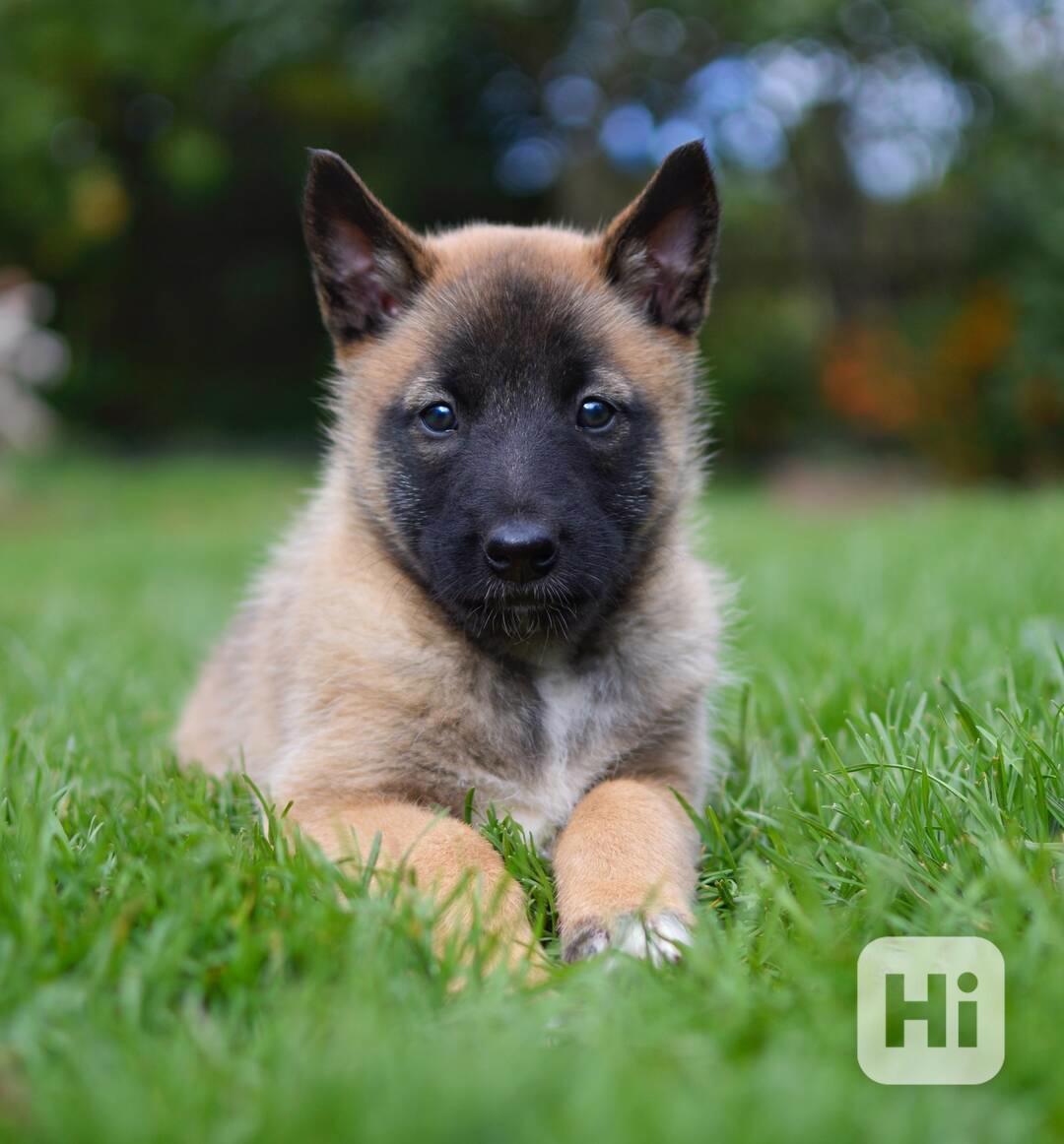 Belgicky ovčák Malinois s PP fenky - foto 1