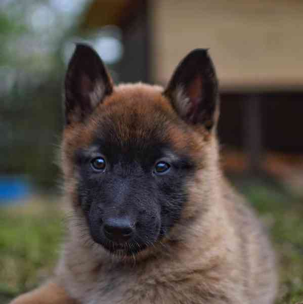 Belgicky ovčák Malinois s PP fenky - foto 2