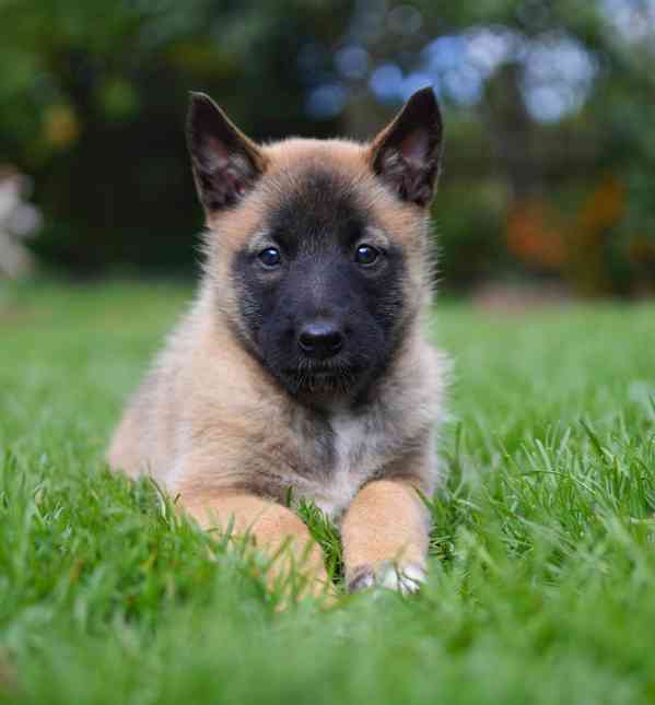 Belgicky ovčák Malinois s PP fenky - foto 1