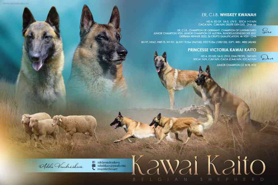 Belgicky ovčák Malinois s PP fenky - foto 5