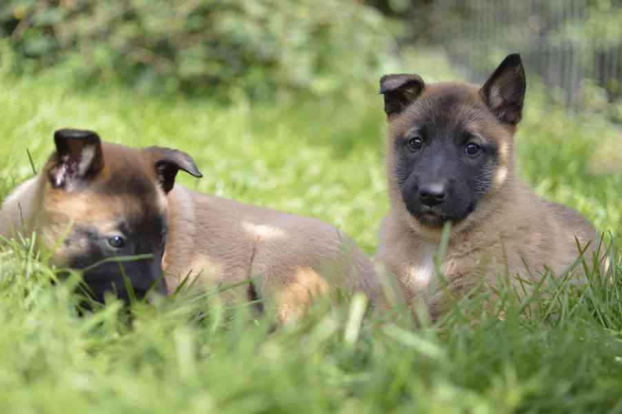 Belgicky ovčák Malinois s PP fenky - foto 4