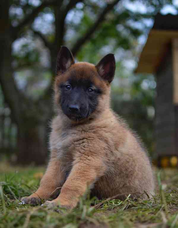Belgicky ovčák Malinois s PP fenky - foto 3