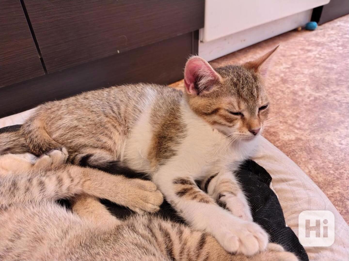 Mouratobílá 6měsíční kočička Melinda hledá domov. - foto 1