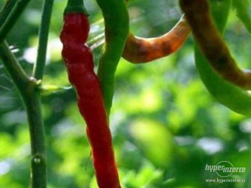 Chilli Indian Jwalla - semena - foto 1