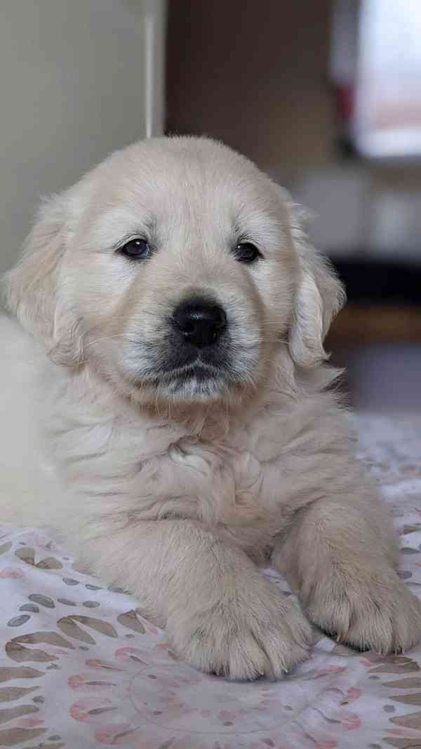 Zlatý retrívr na prodej Štěně s průkazem původu Z důvodu zru - foto 2