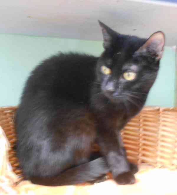 Černá, hodná 2letá Žofinka s výraznýma očima  - foto 3