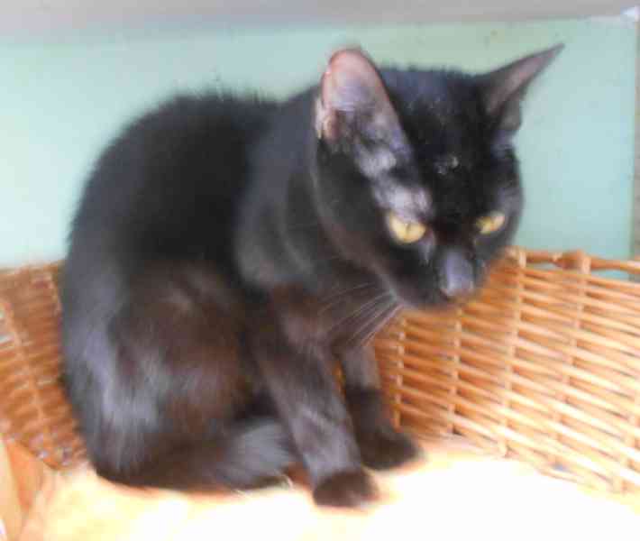 Černá, hodná 2letá Žofinka s výraznýma očima  - foto 1