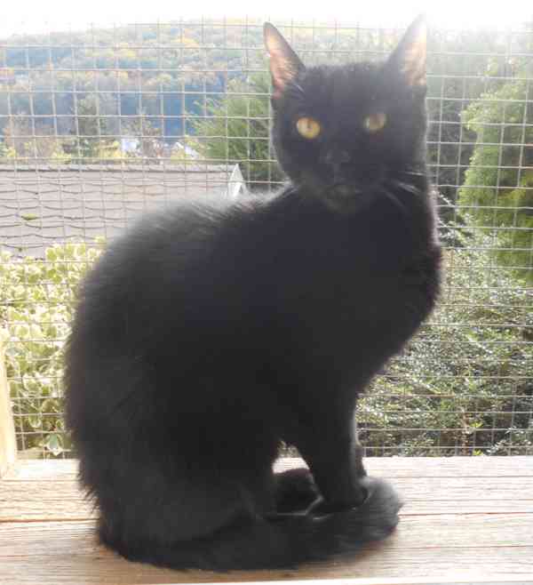 Černá, hodná 2letá Žofinka s výraznýma očima  - foto 9