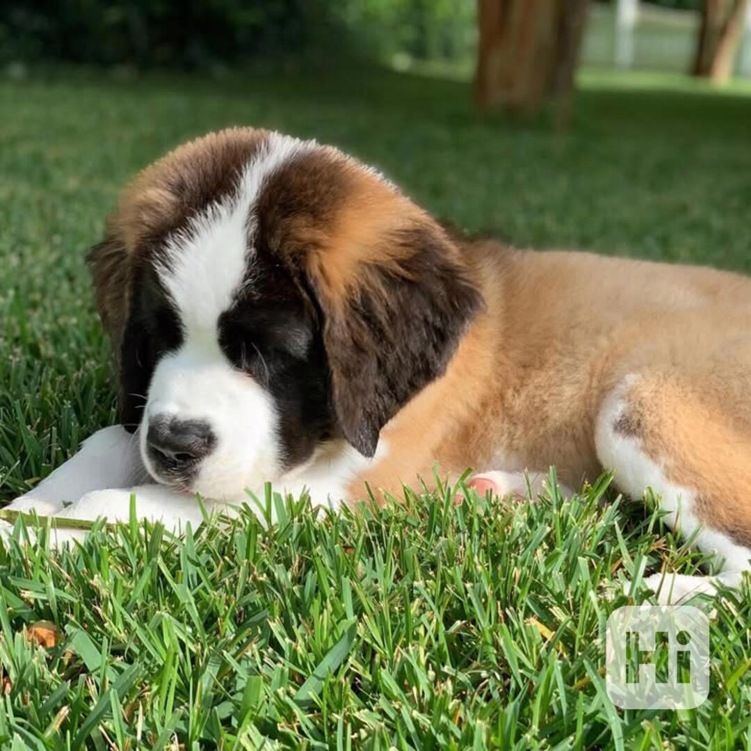 Adoptujte si ho, prosím - foto 1