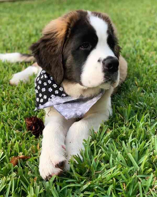 Adoptujte si ho, prosím - foto 4