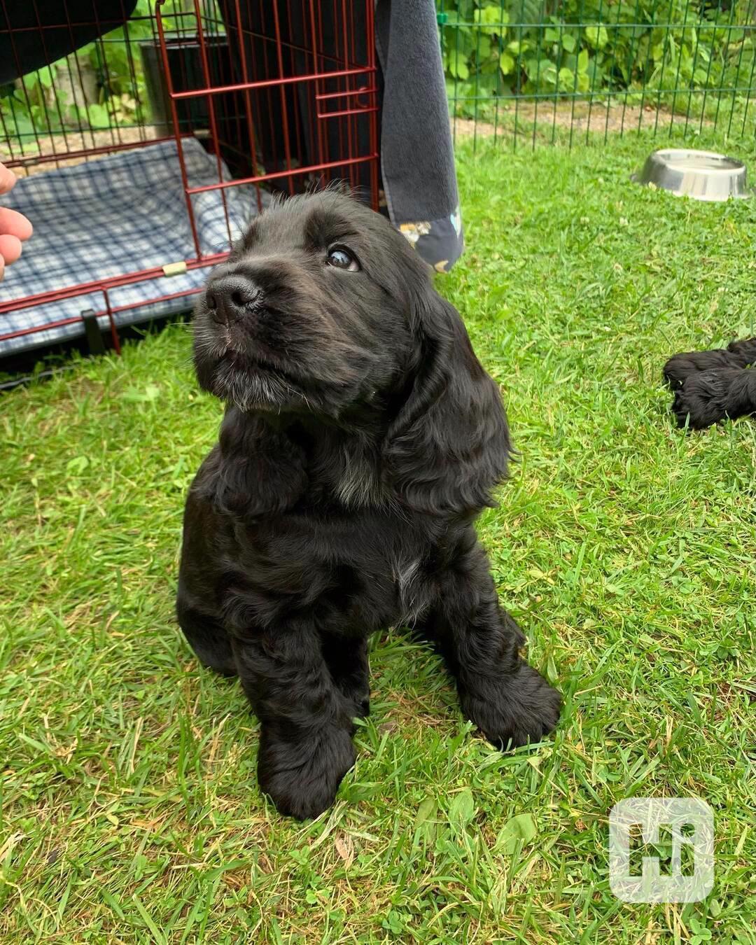 Critter cocker spaniel  - foto 1