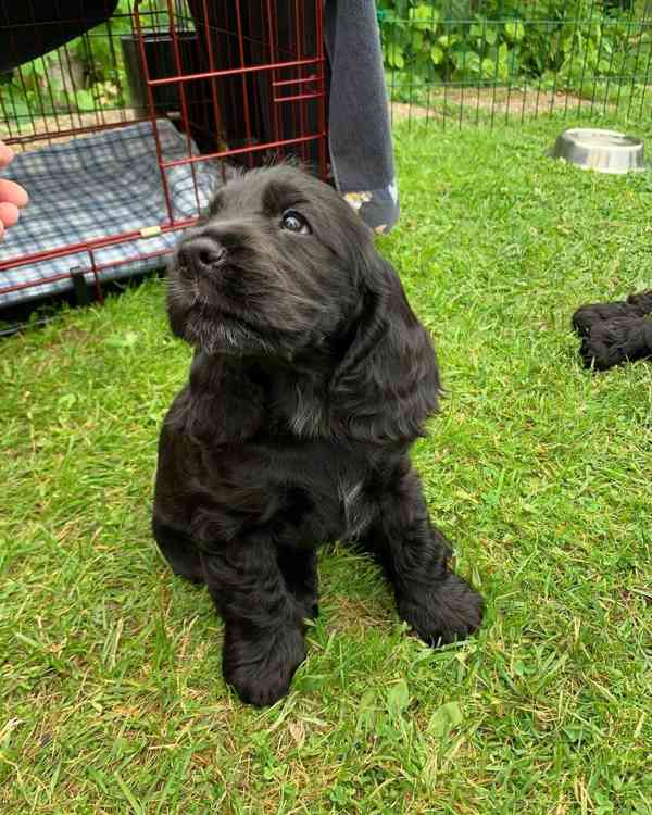 Critter cocker spaniel 