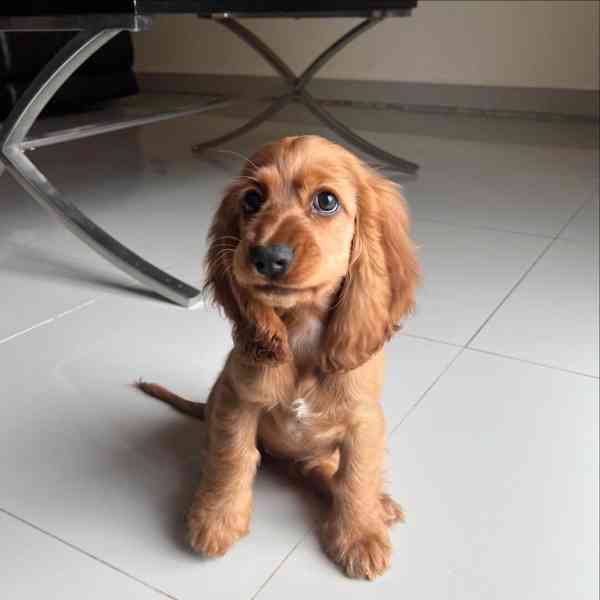 Critter cocker spaniel  - foto 3