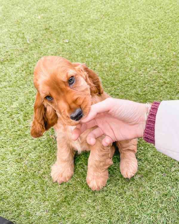 Critter cocker spaniel  - foto 2