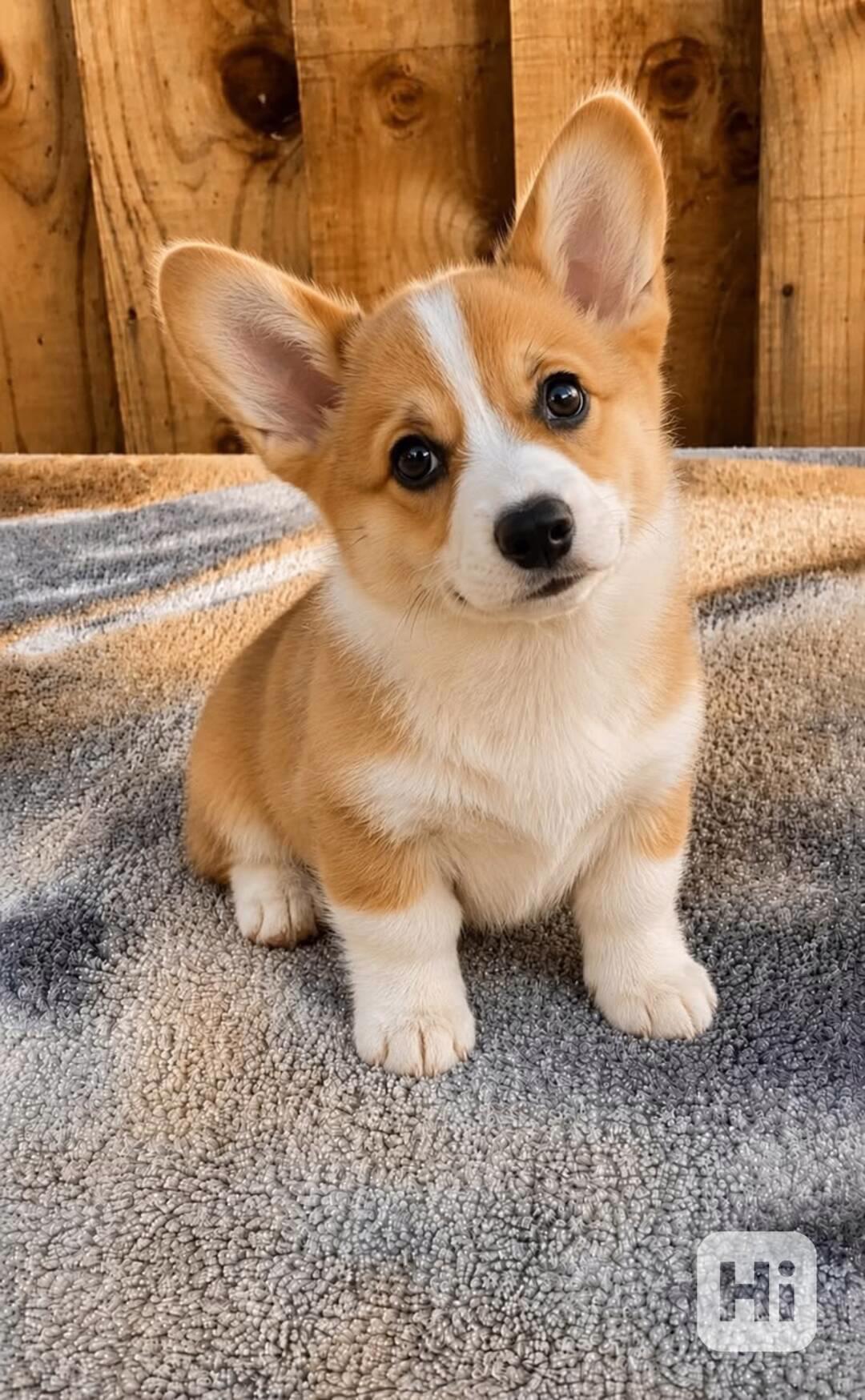 Dobře vychovaná štěňátka corgiho – ihned k odběru - foto 1