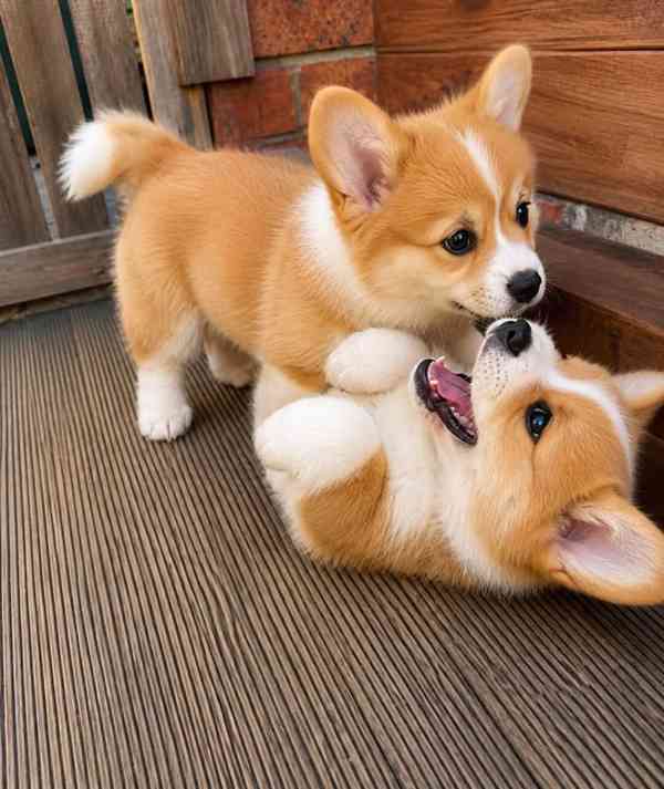Dobře vychovaná štěňátka corgiho – ihned k odběru - foto 2