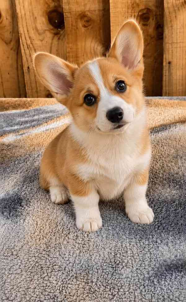 Dobře vychovaná štěňátka corgiho – ihned k odběru - foto 1
