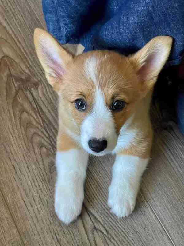 Dobře vychovaná štěňátka corgiho – ihned k odběru - foto 3