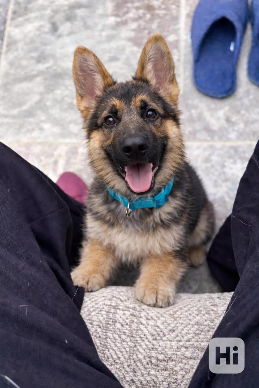 Štěňata německého ovčáka, samec a samice - foto 1