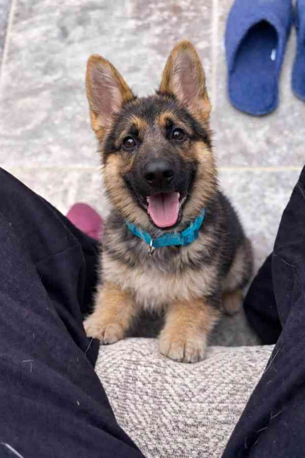 Štěňata německého ovčáka, samec a samice - foto 1