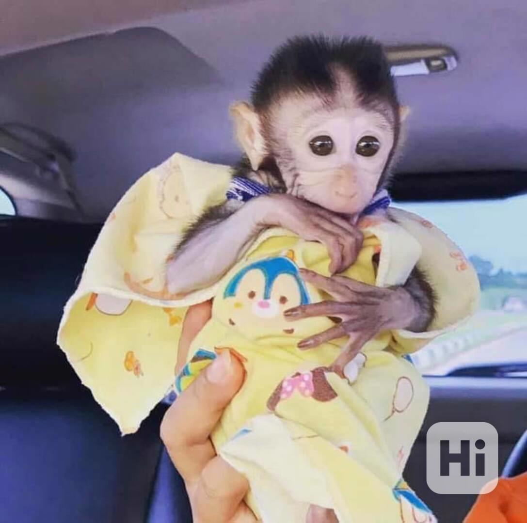 Přátelské kapucínské opice k adopci - foto 1