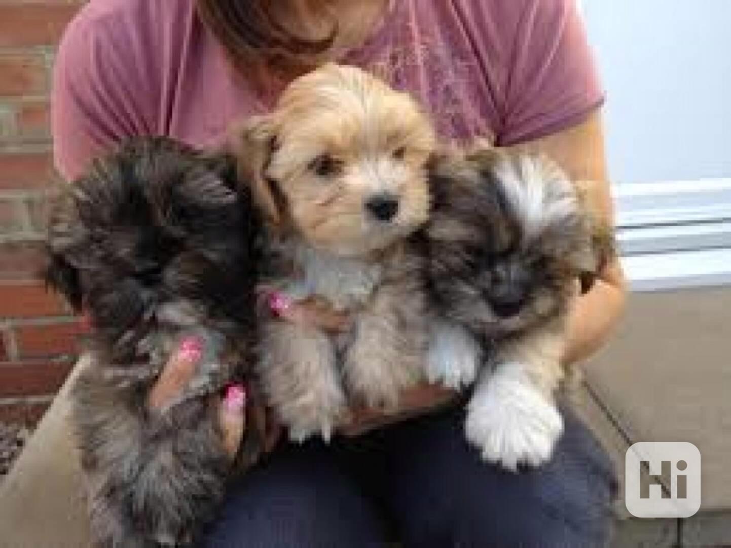Atraktivní štěňata Lhasa Apso na prodej Prodám štěňata Lhasa - foto 1
