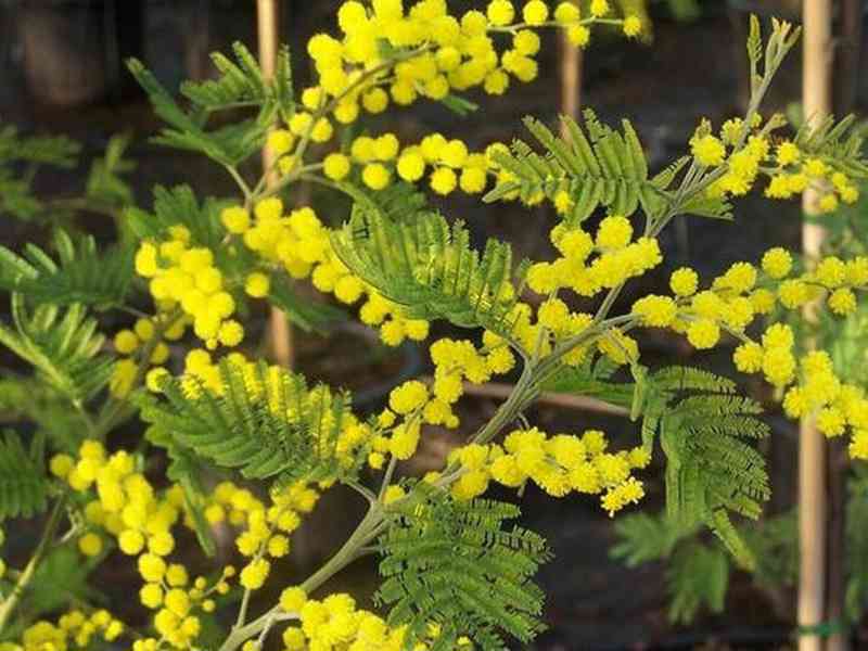 semena Acacia dealbata - Akácie sivozelená - foto 1