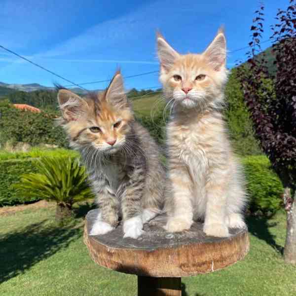 Aktivní Mainská mývalí koťata k dispozici