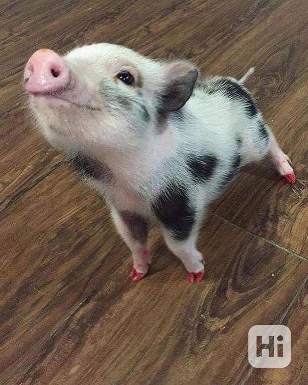 Zdravá prasata k prodeji  - foto 1