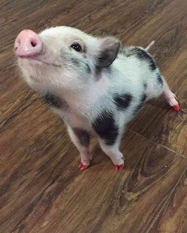 Zdravá prasata k prodeji 