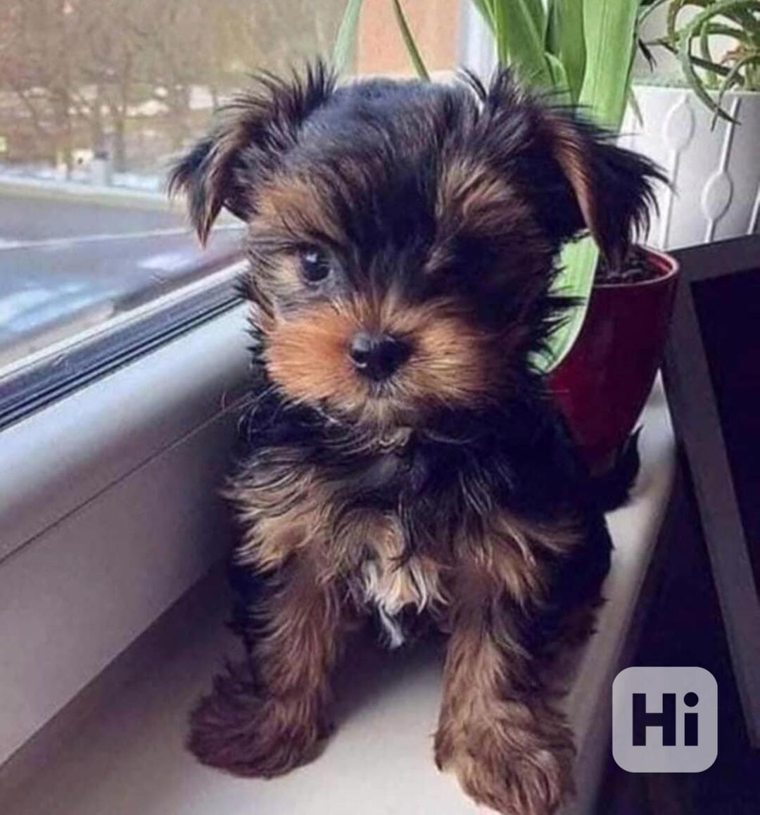 Štěňata jorkšírského teriéra hledají domov. - foto 1