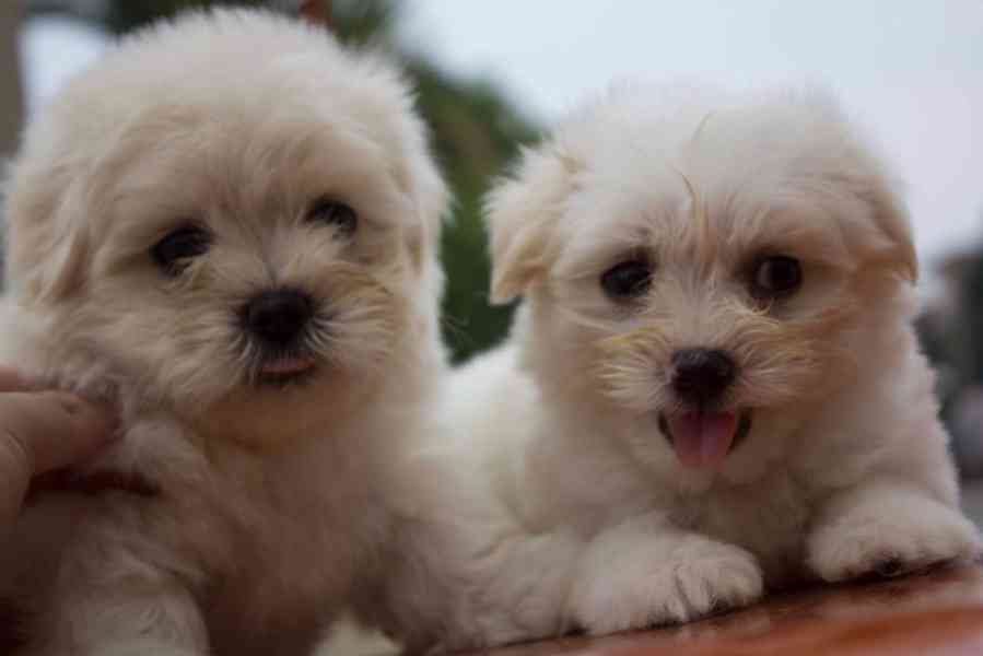 Rozkošná malá maltézská štěňata k adopci bazar Hyperinzerce.cz