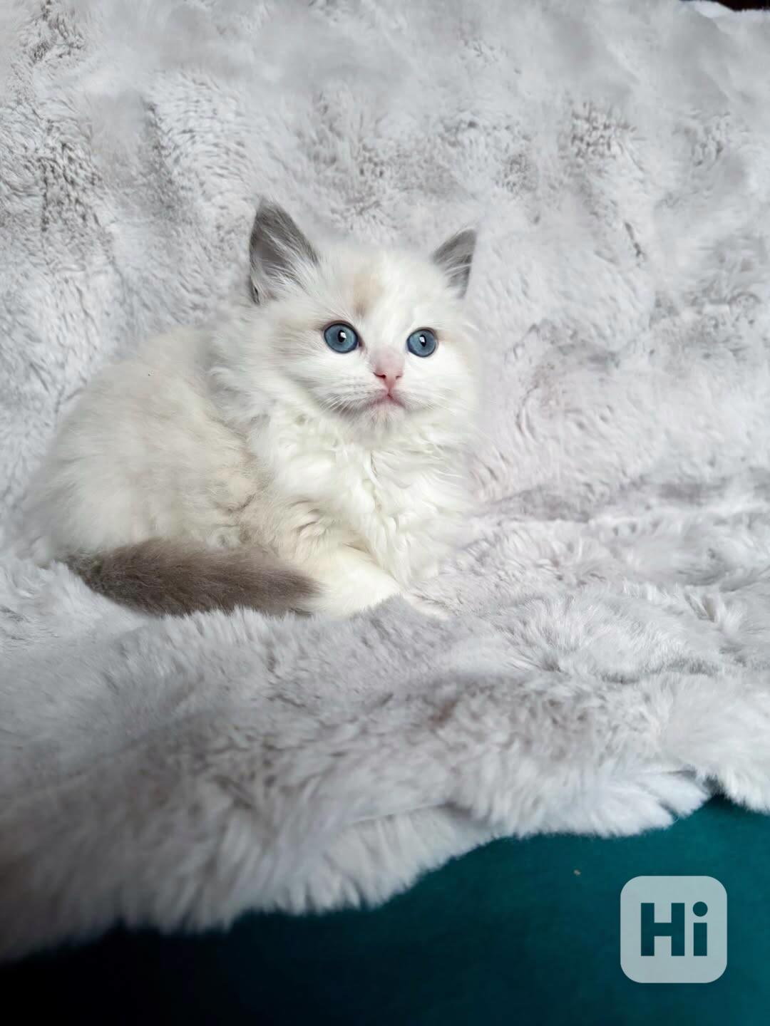 Nádherná koťátka plemene Ragdoll hledají trvalé rodiny - foto 1