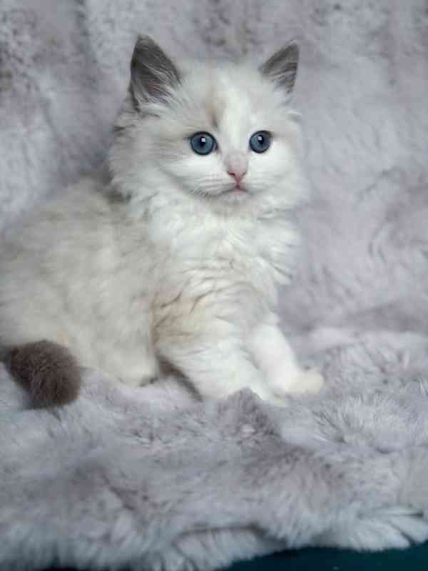 Nádherná koťátka plemene Ragdoll hledají trvalé rodiny - foto 2