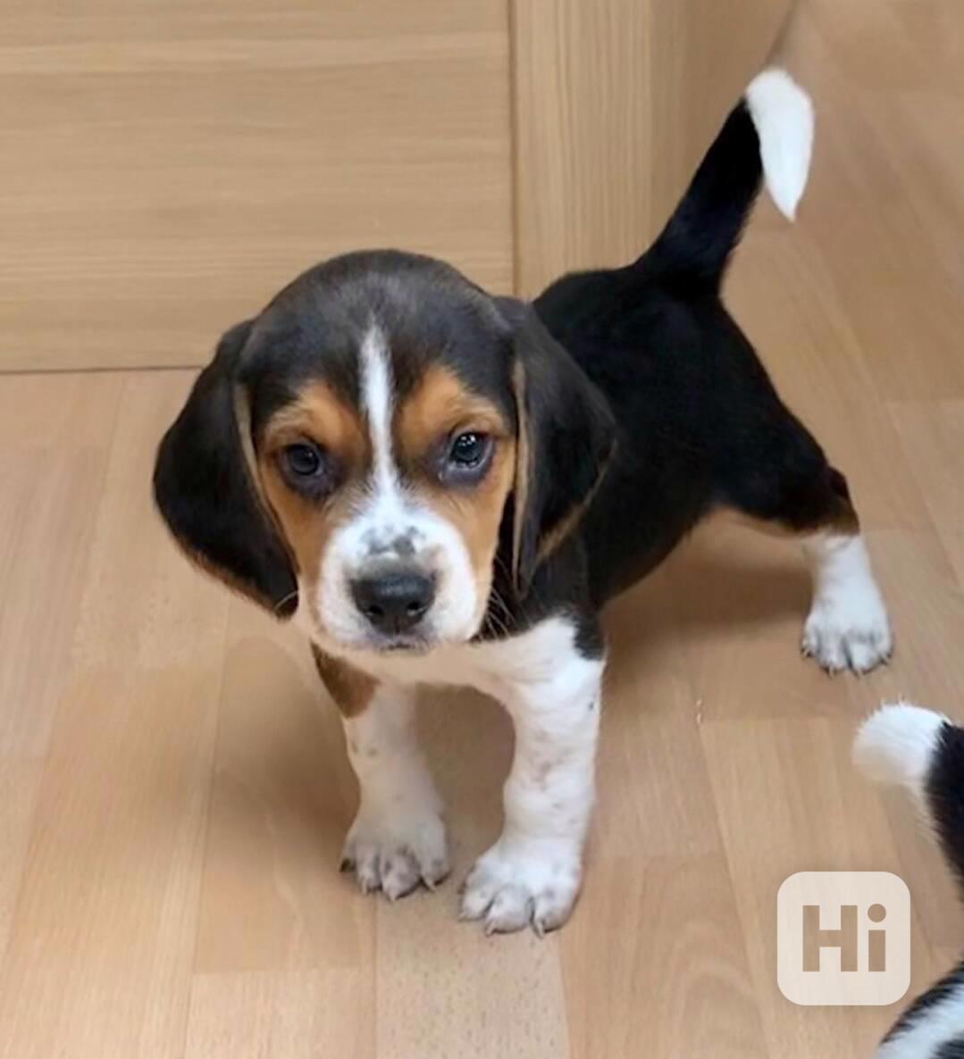 Štěňata bígla - foto 1