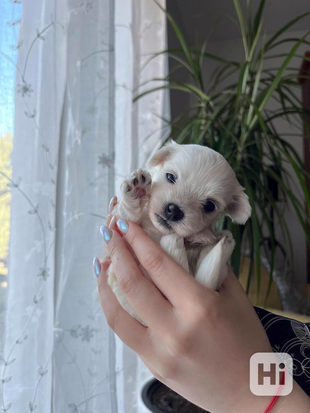 Prodej štěňátek - foto 1