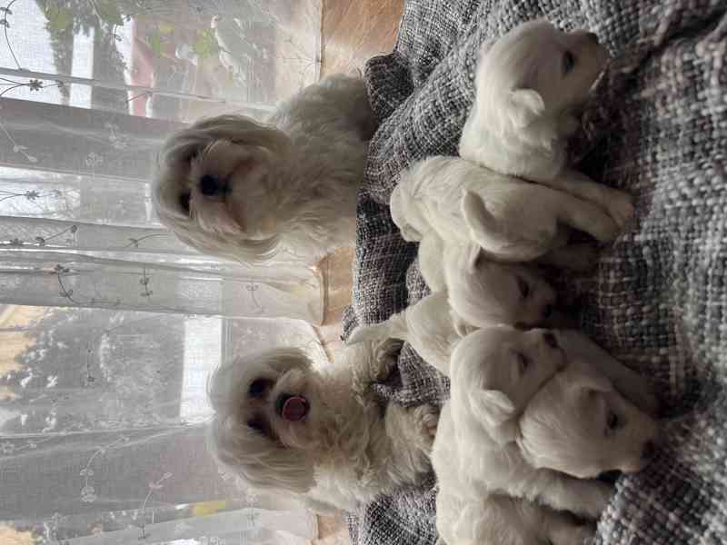 Prodej štěňátek - foto 5