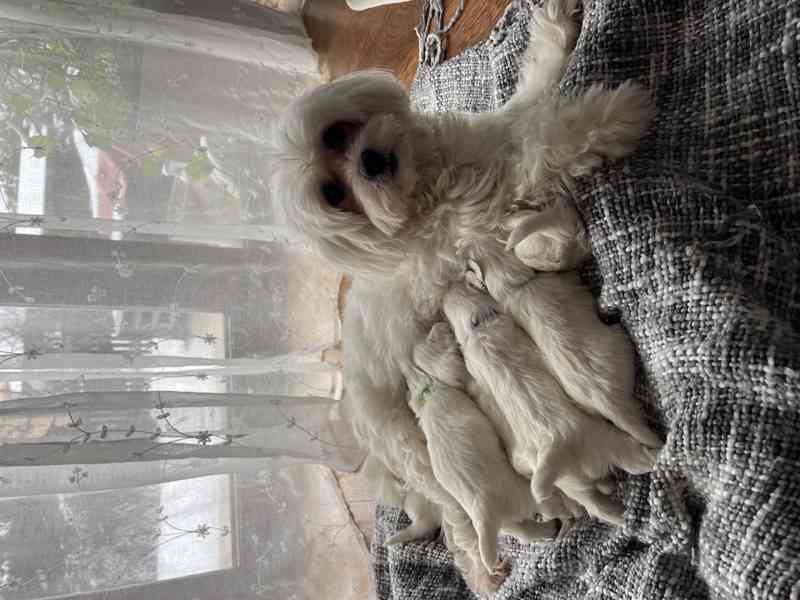 Prodej štěňátek - foto 4