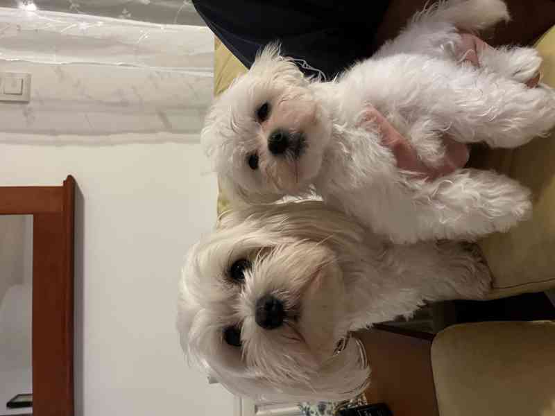 Prodej štěňátek - foto 3