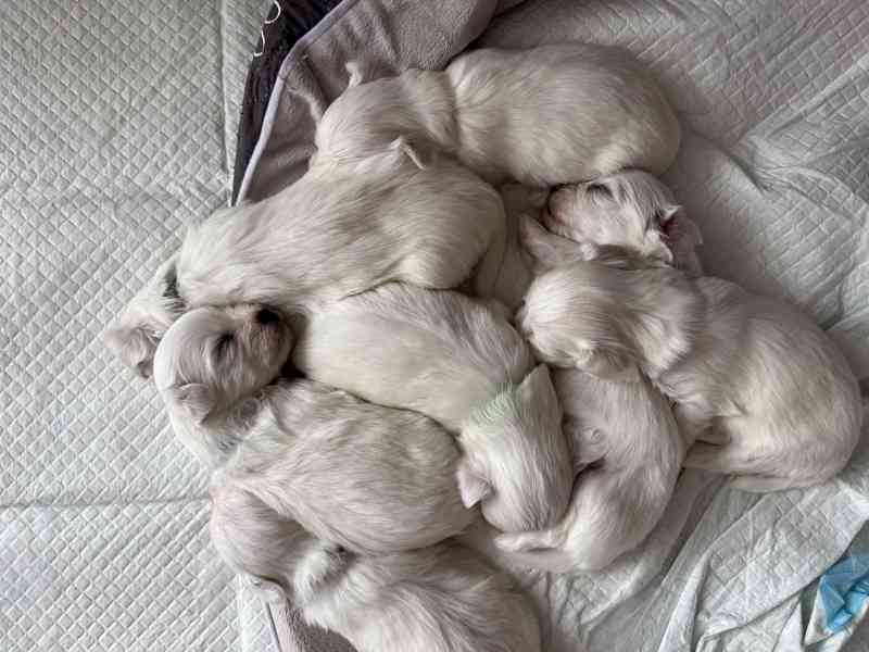 Prodej štěňátek - foto 6